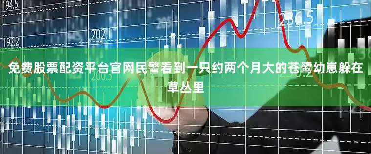 免费股票配资平台官网民警看到一只约两个月大的苍鹭幼崽躲在草丛里